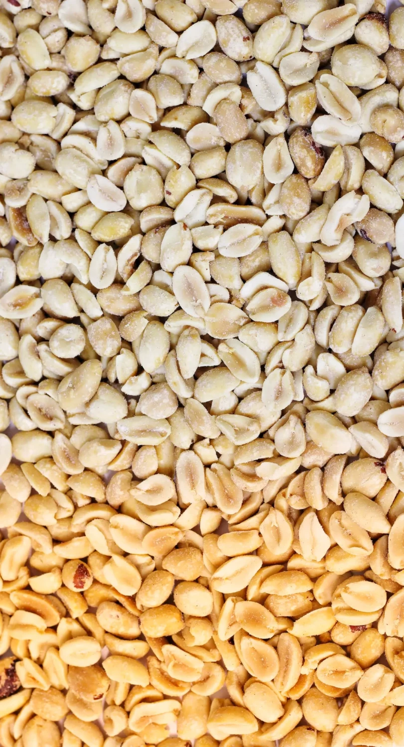 Elevate your kitchen skills with this canning peanut butter recipe! Find out how to adjust salt and sweetness to your liking and explore the various uses of your homemade peanut butter, from baking to sauces. #CanningPeanutButter #HomemadePeanutButter #PantryEssentials #FoodPreservation #NutButters #HomeCanning #PeanutButterLove #HealthySnacks #HomemadePreserves #CanningRecipes #PeanutButterRecipe #FoodStorage #CookingAtHome #NaturalFoods #RecipeShare #YummySpreads #PreserveMaking